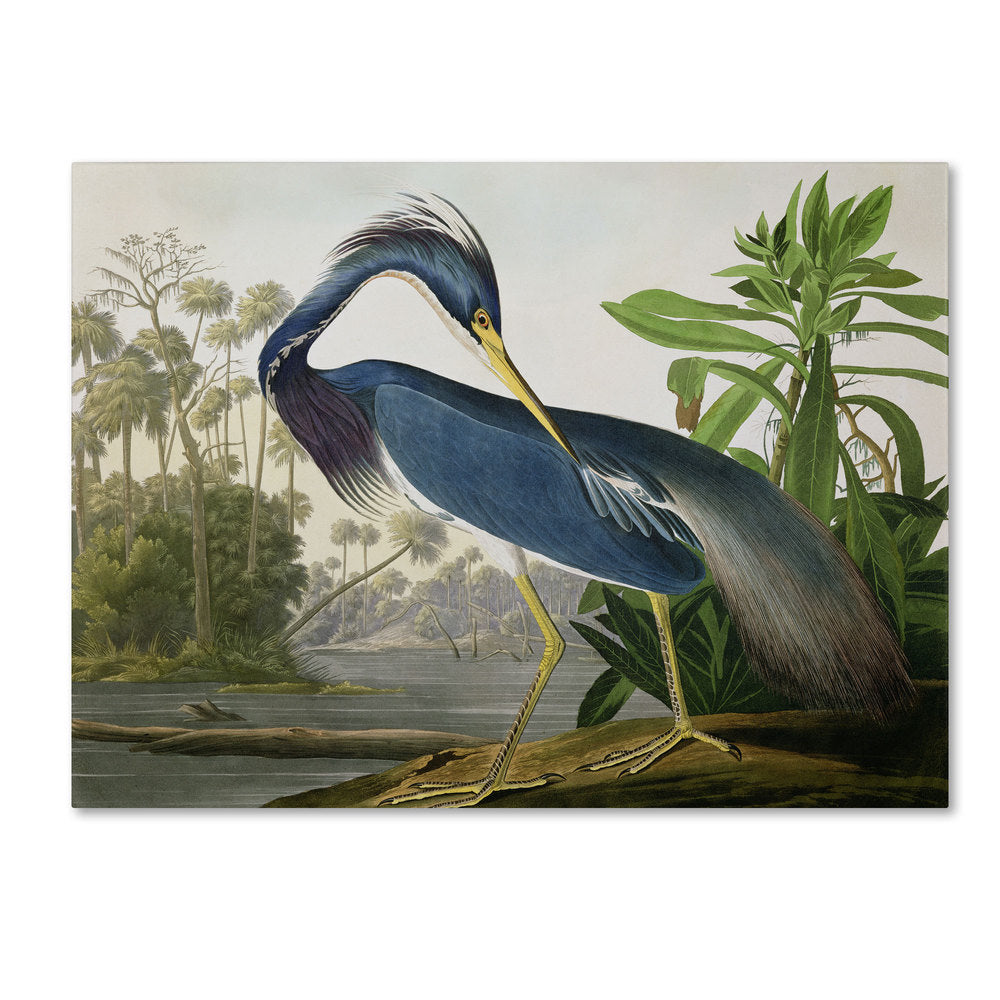 Toile « Le Héron de Louisiane » de John James Audubon, le nomade organisé