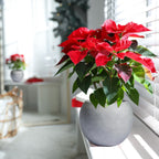 Jardinière sphérique moderne en fibre de verre DreamPatio Riverside pour intérieur/extérieur