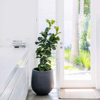 Jardinière conique en fibre de verre DreamPatio La Mirada, 1 pièce, pour intérieur/extérieur